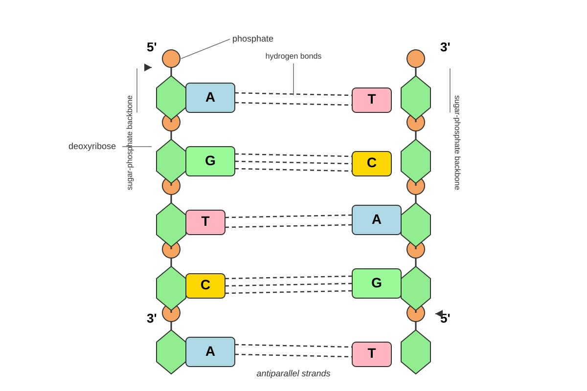 Diagram for Q15 (ALEVEL Biology H1)