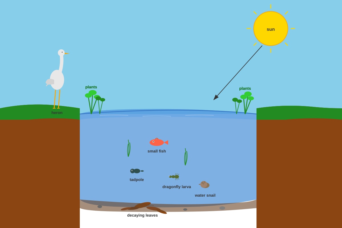 Diagram for Q15 (P4 Science)