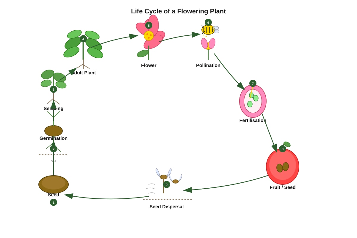 Diagram for Q5 (P5 Science)