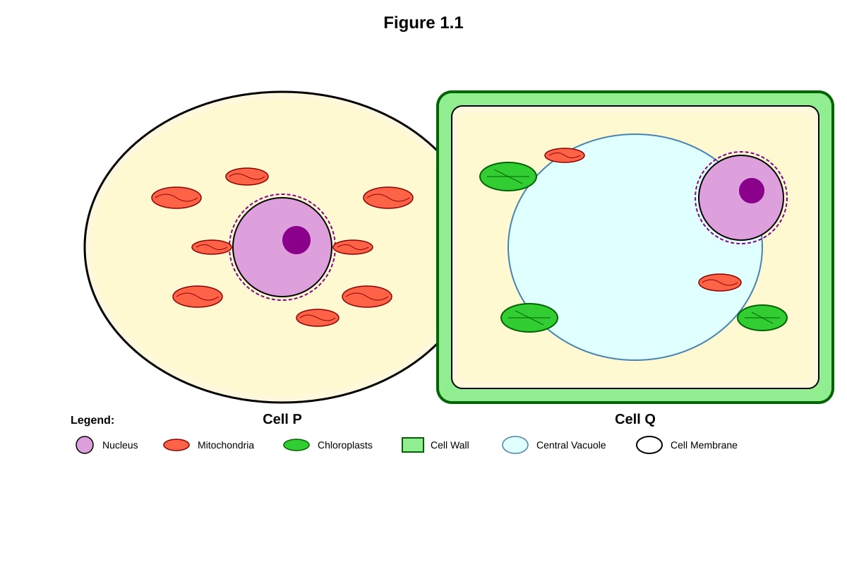 Diagram for placeholder 1 (SEC4 Combined Sci Bio)