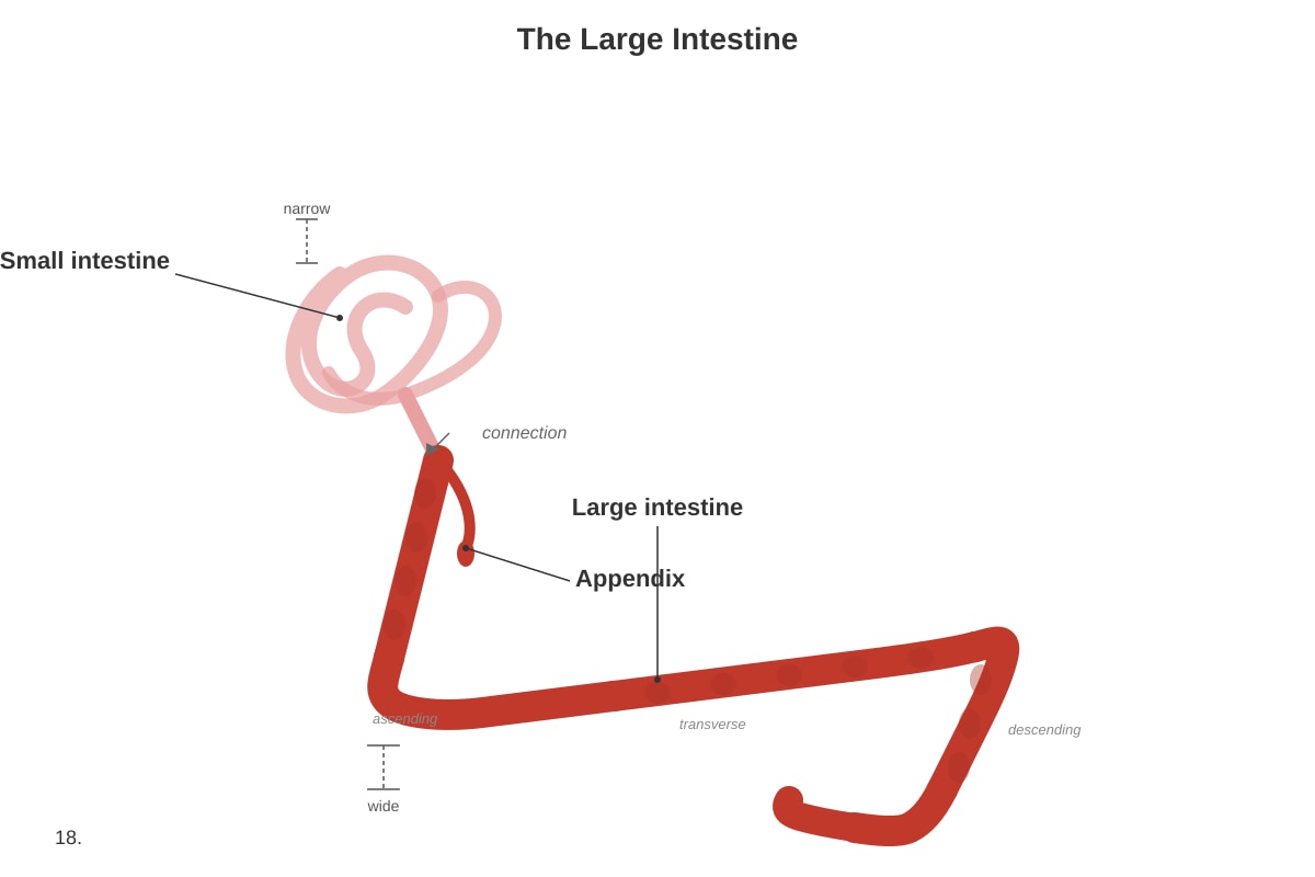 Image for placeholder 6 (P4 Science)