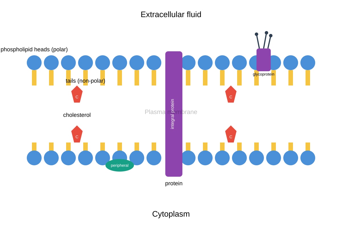 Diagram for Q8 (ALEVEL Biology H2)