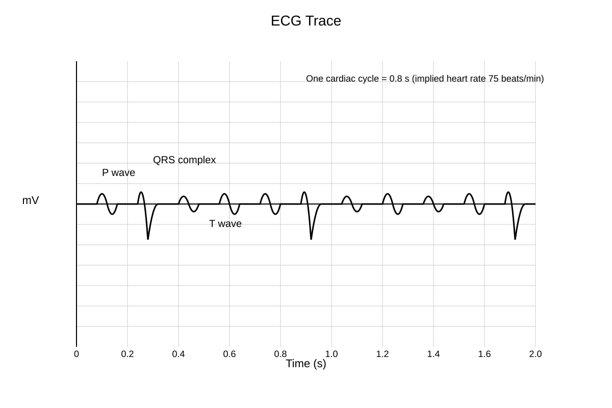 Graph for Q17 (SEC4 Pure Biology)