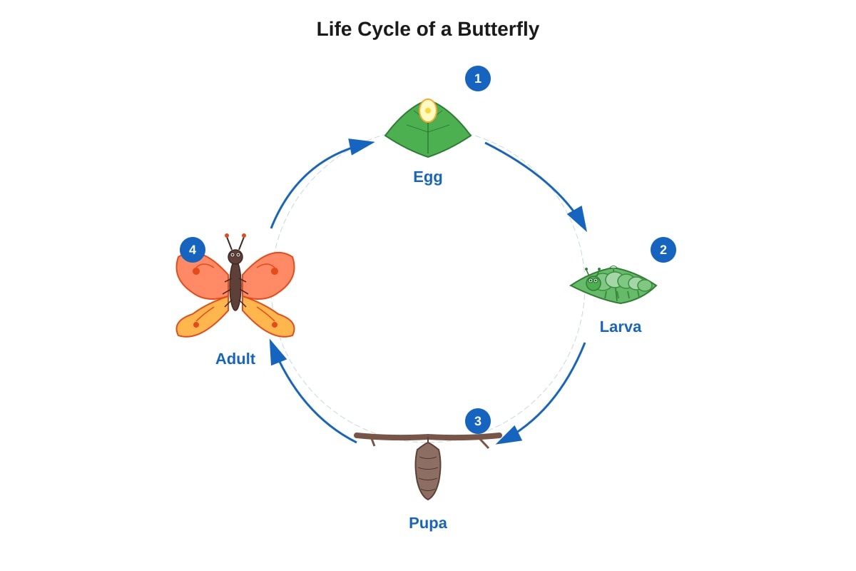 Diagram for Q26 (P5 Science)