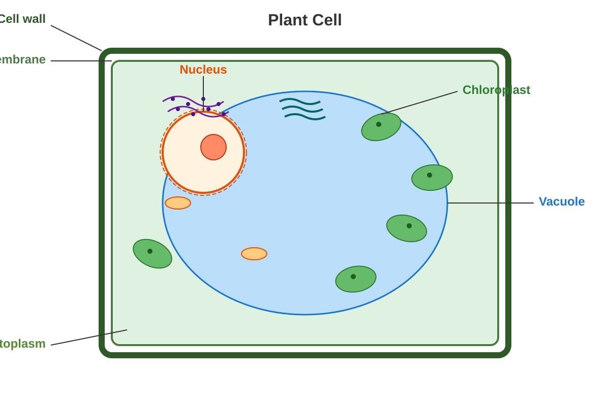 Diagram for Q2 (SEC1 Science)