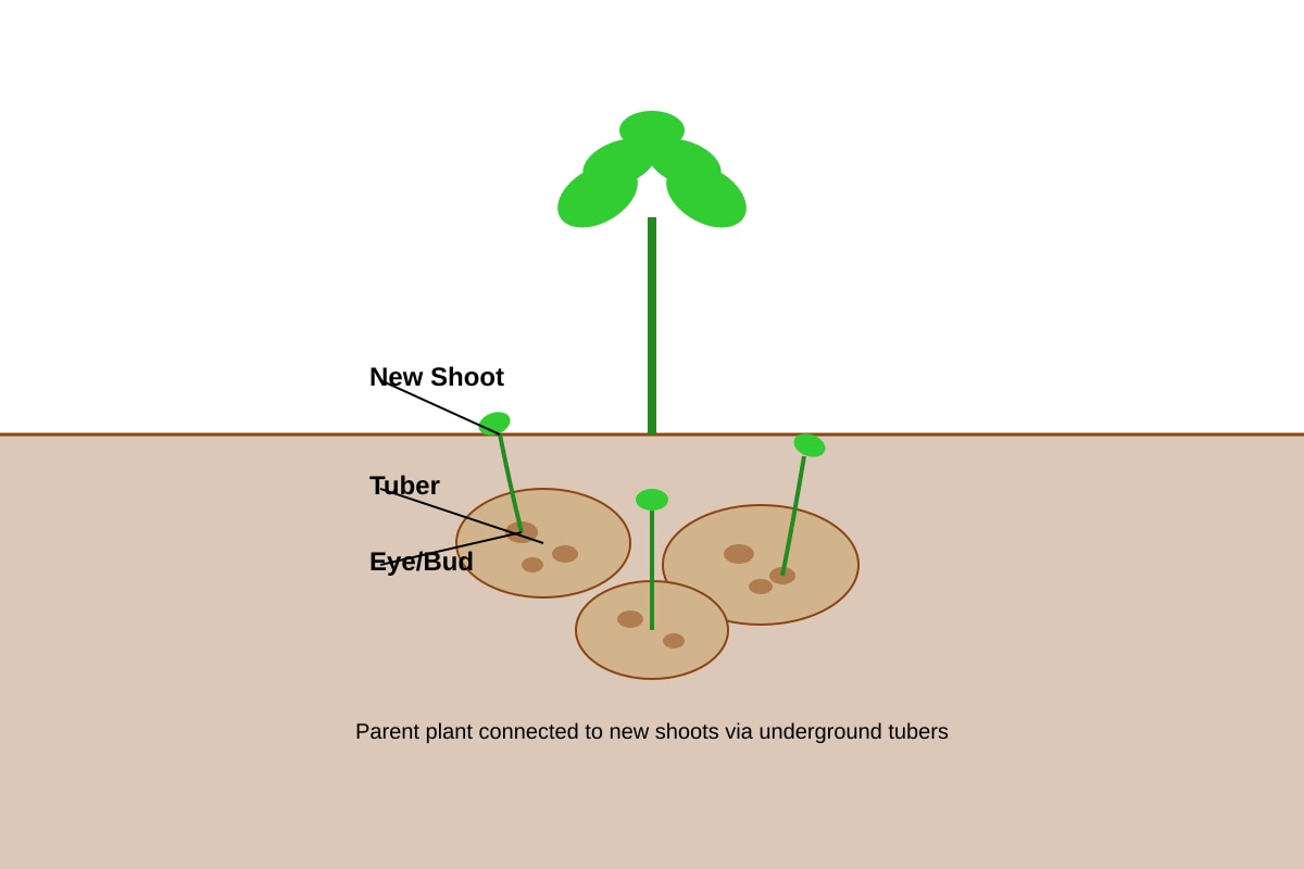Diagram for Q27 (P5 Science)