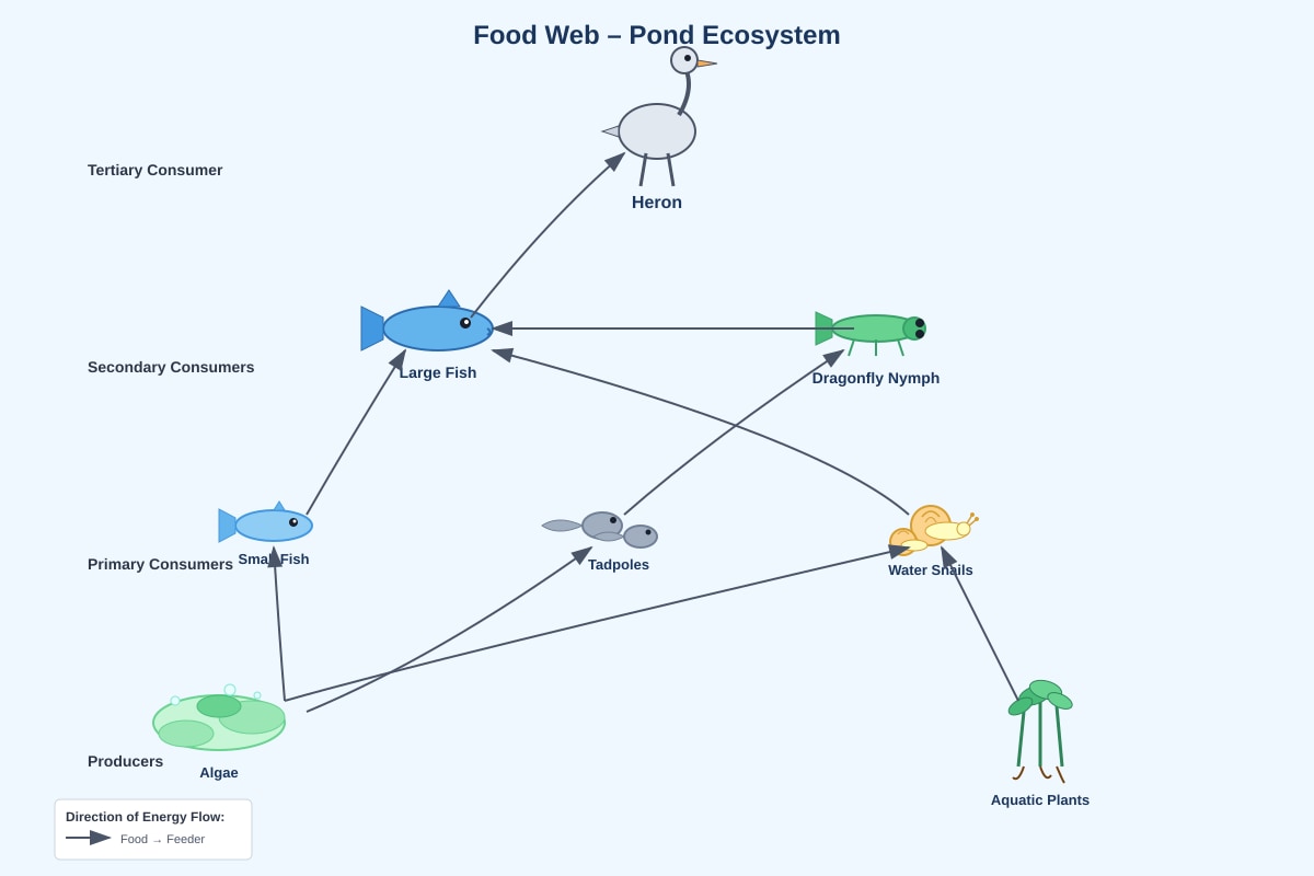 Diagram for Q24 (P6 Science)