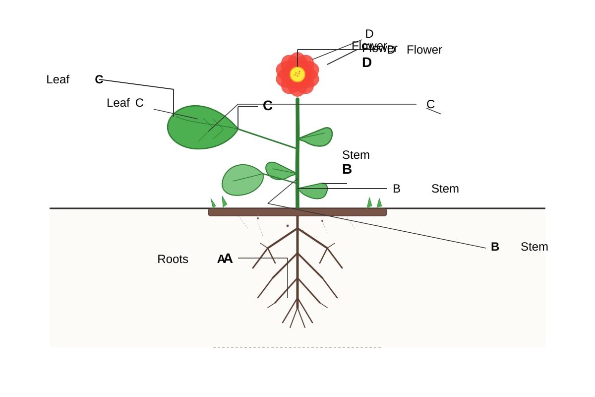 Diagram for Q11 (P4 Science)