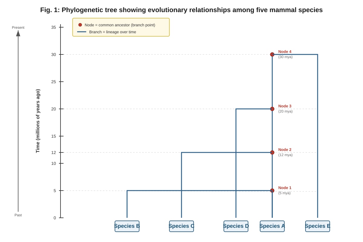 Diagram for Q12 (ALEVEL Biology H1)