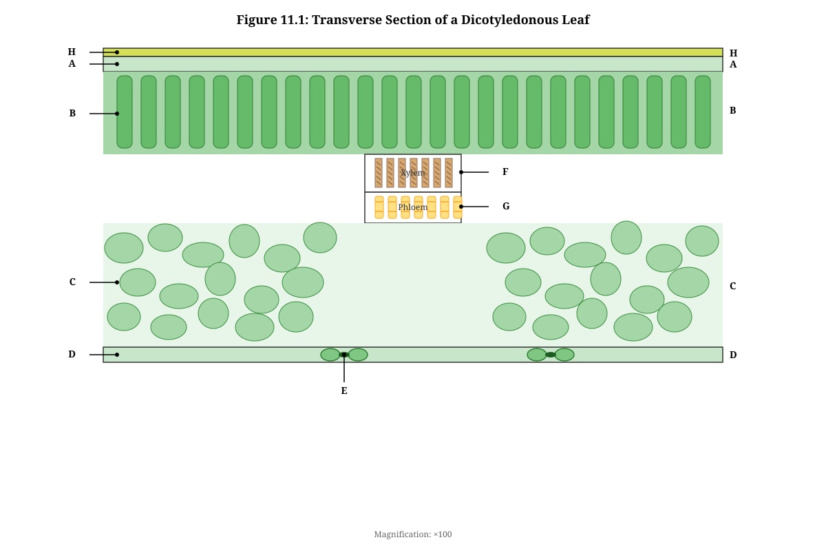 Diagram for Q11 (ALEVEL Biology H2)