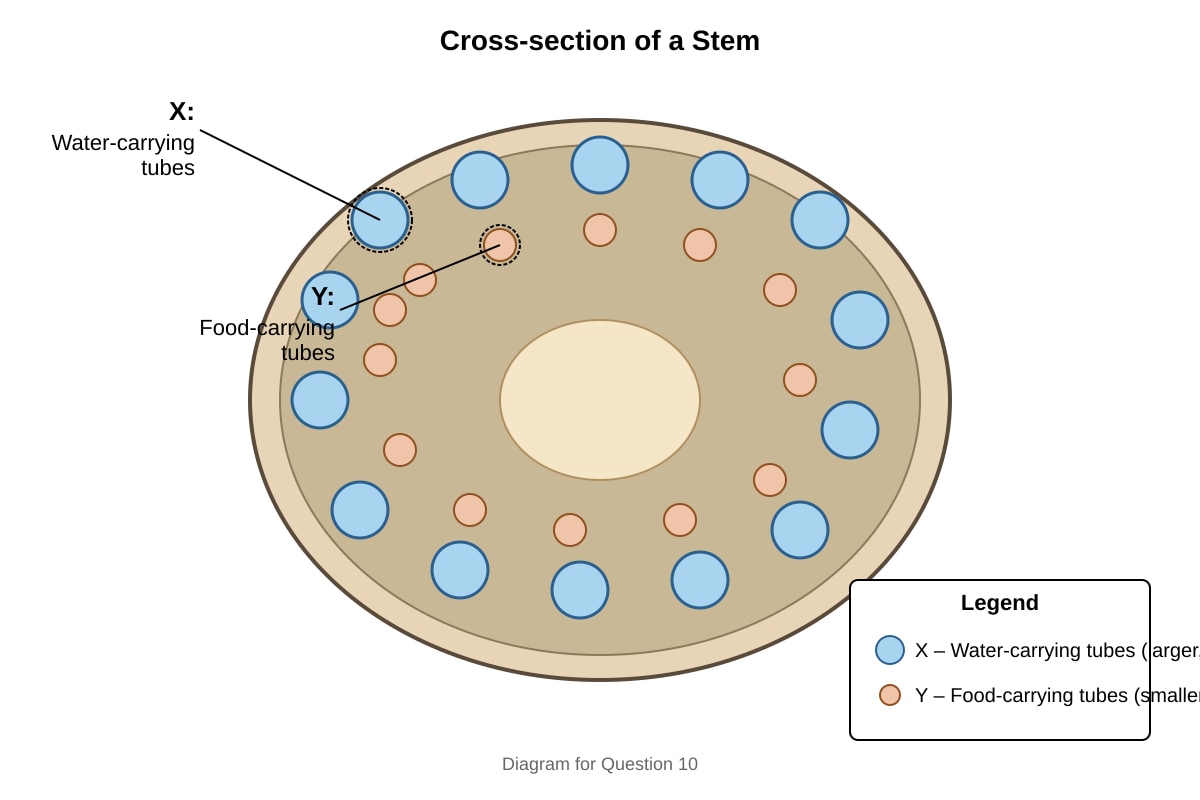 Diagram for Q10 (P4 Science)