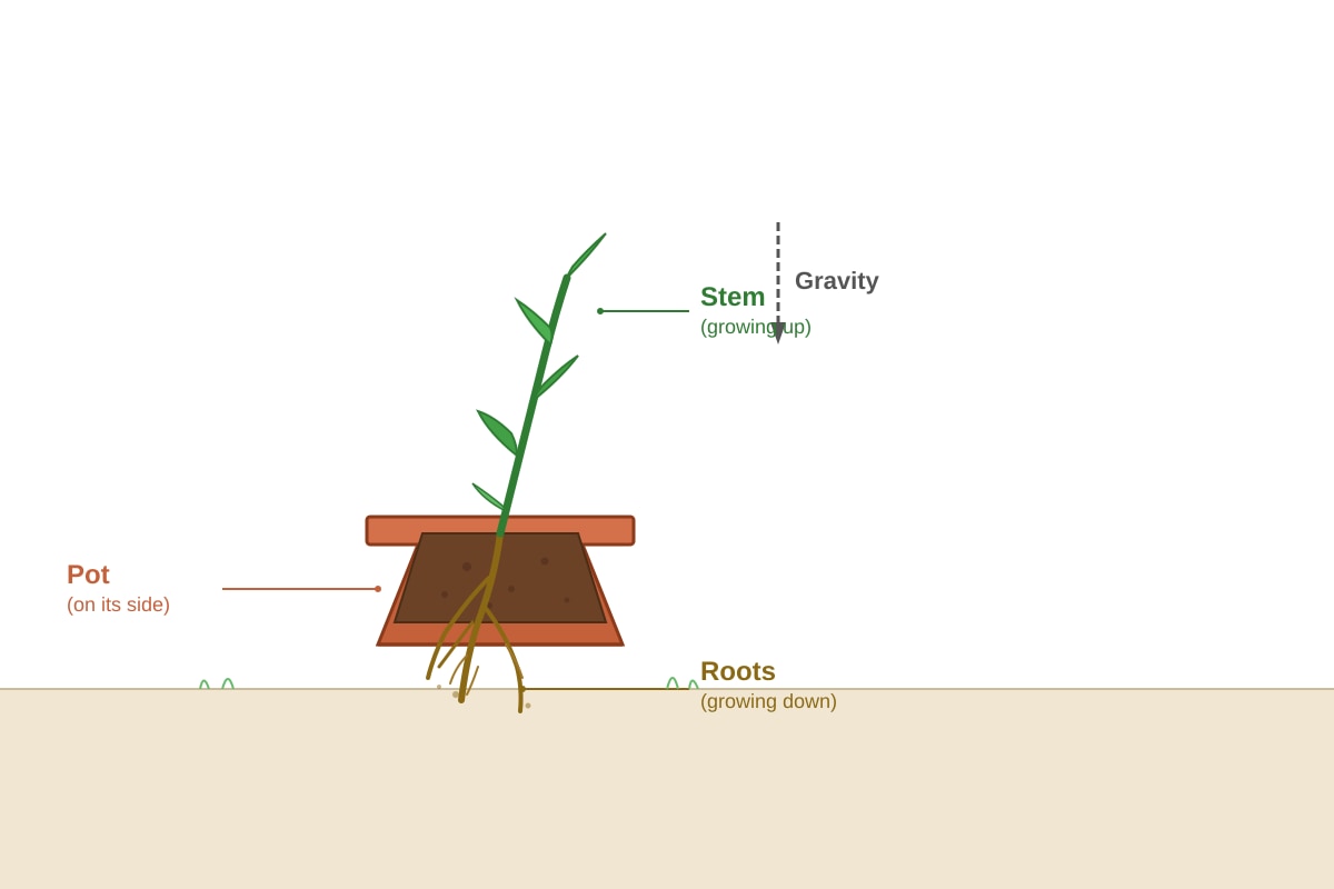 Diagram for Q19 (P3 Science)