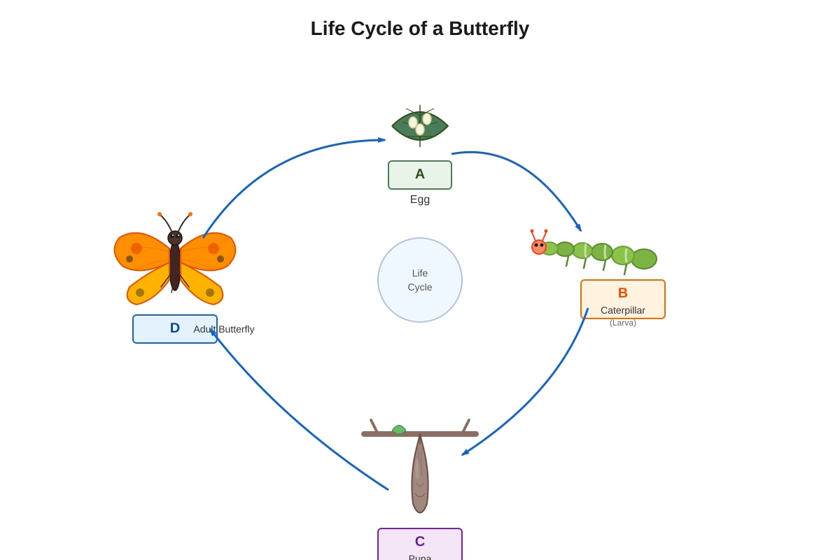 Diagram for Q5 (P6 Science)
