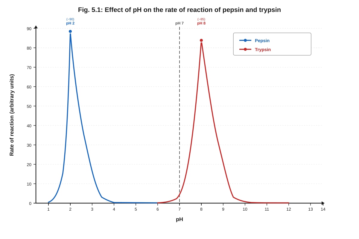 Graph for Q5 (ALEVEL Biology H1)