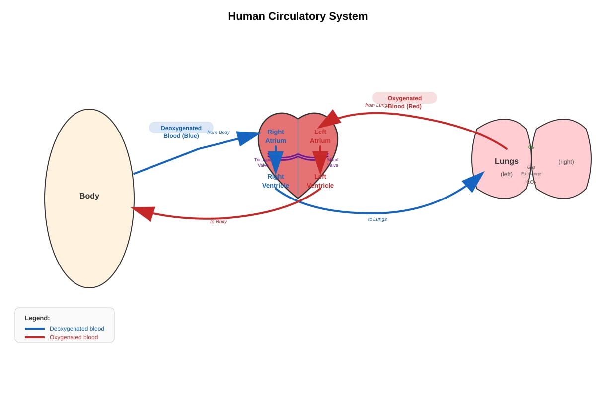 Diagram for Q35 (P6 Science)