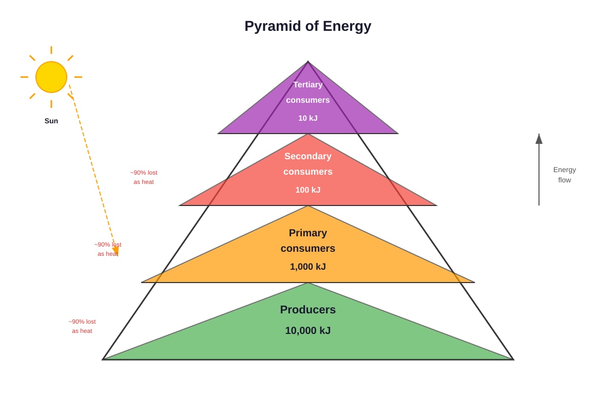 Diagram for Q25 (P6 Science)