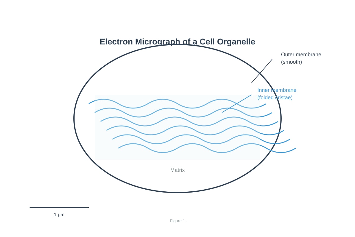 Diagram for placeholder 1 (OLEVEL Biology)