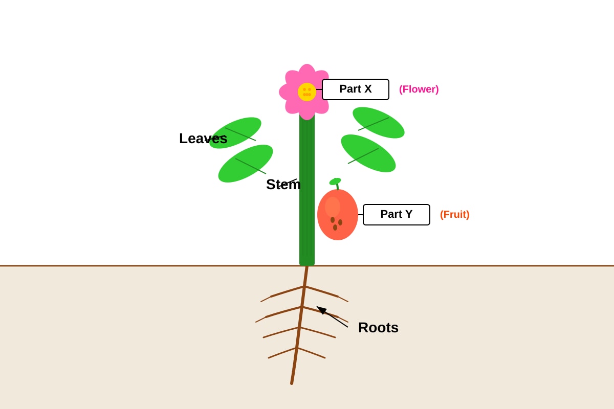 Diagram for Q4 (P4 Science)