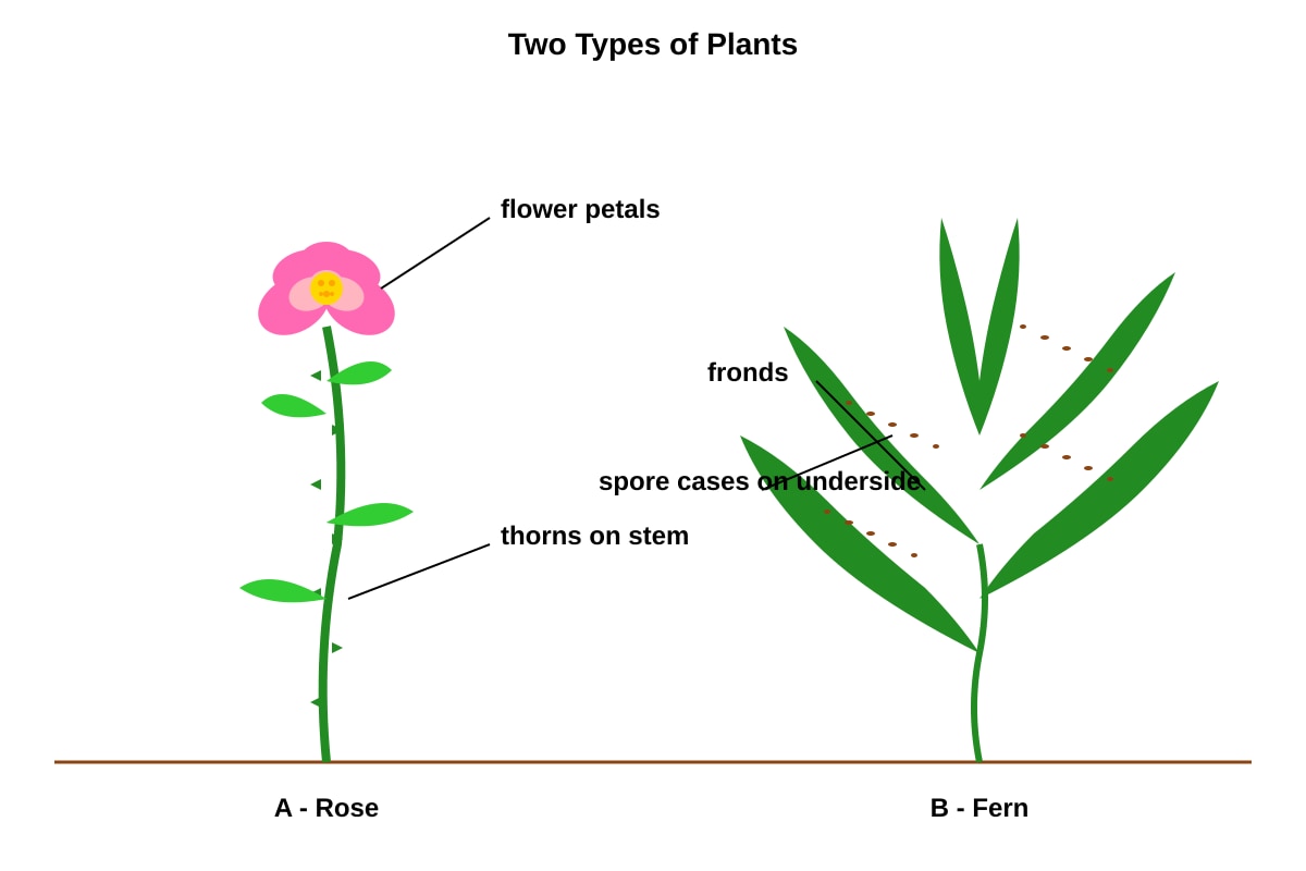 Diagram for Q15 (P3 Science)