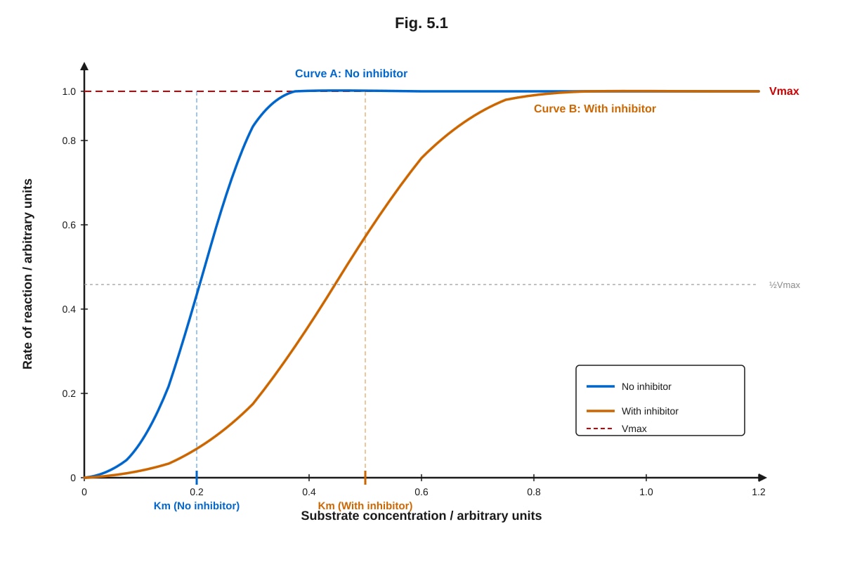 Graph for Q5 (ALEVEL Biology H1)