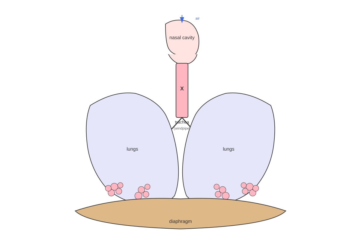 Diagram for Q19 (P6 Science)