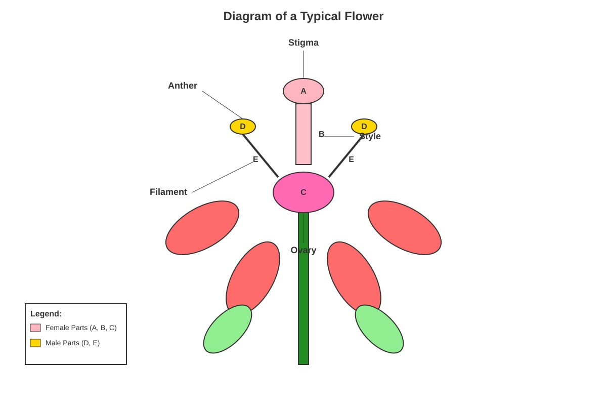 Diagram for Q15 (P5 Science)