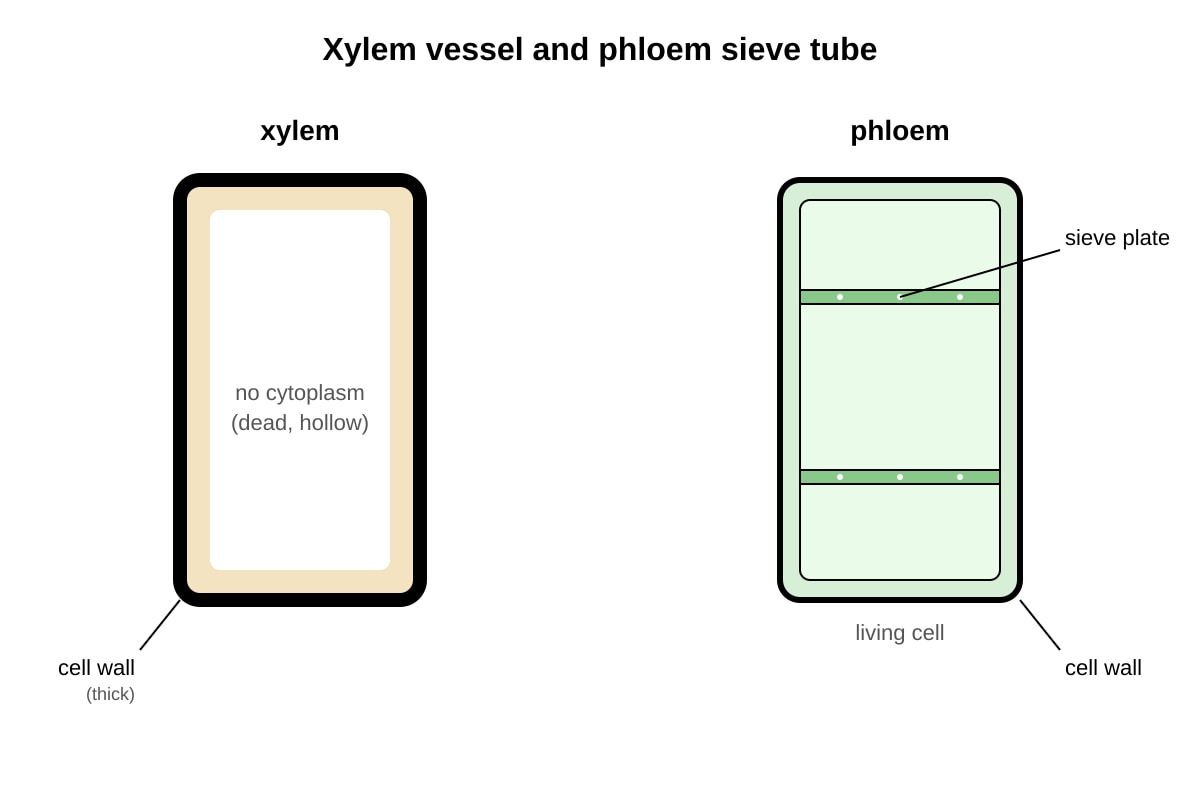 Diagram for Q18 (SEC4 Pure Biology)