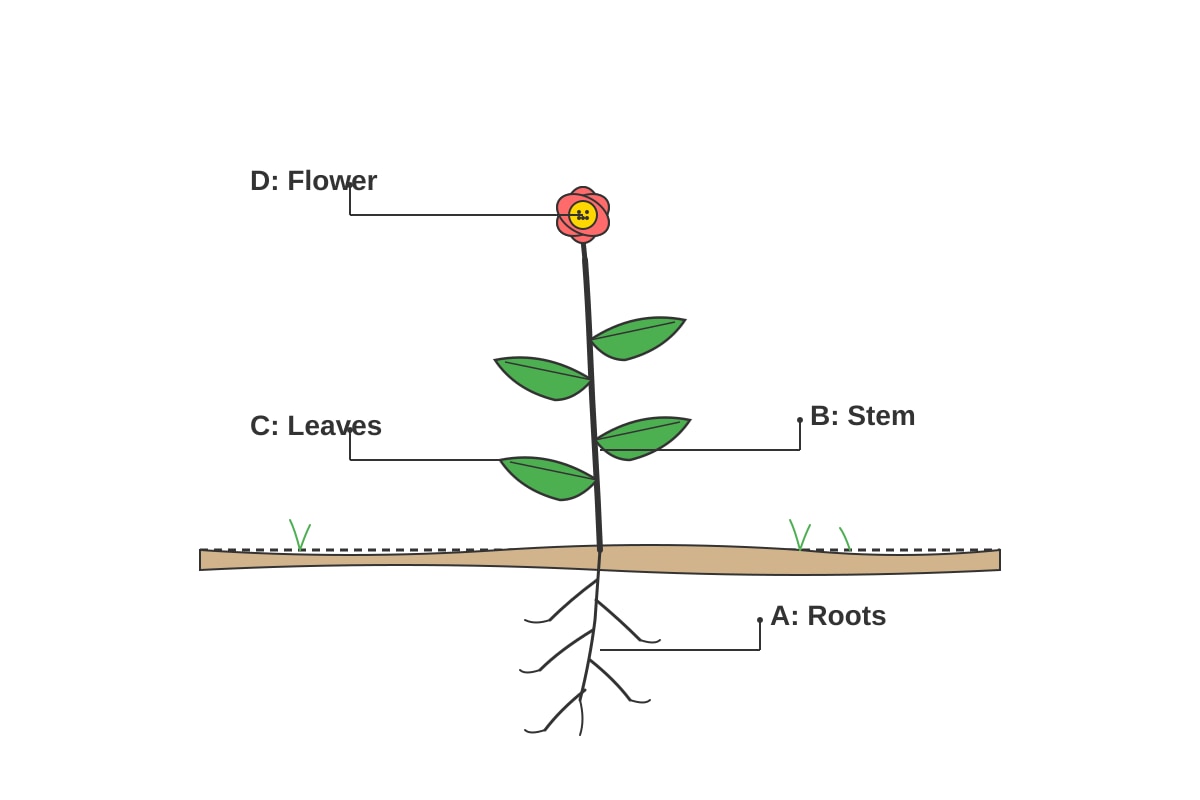 Diagram for Q7 (P4 Science)