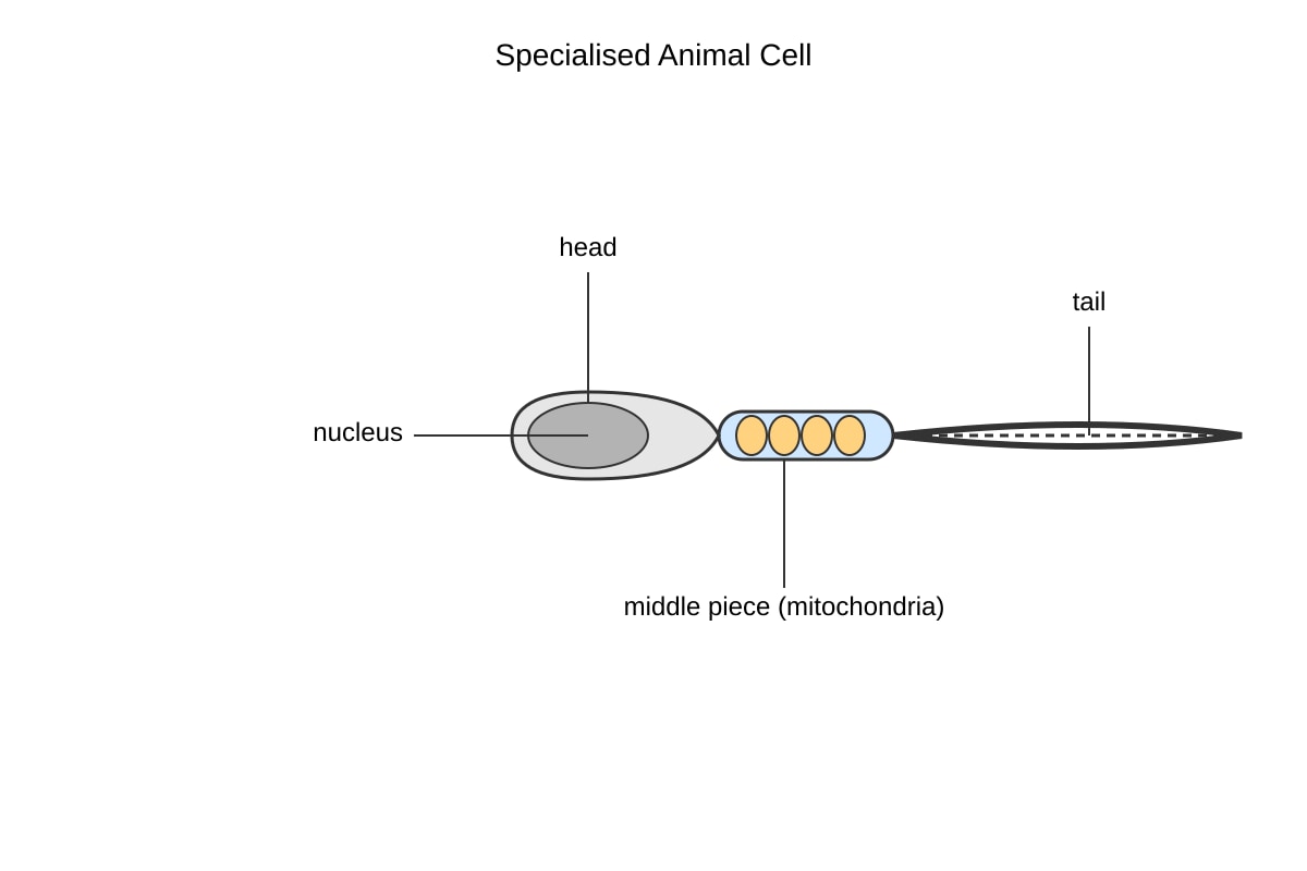 Diagram for Q8 (SEC3 Biology)