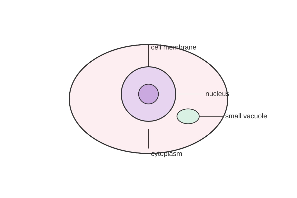 Diagram for Q11 (OLEVEL Biology)