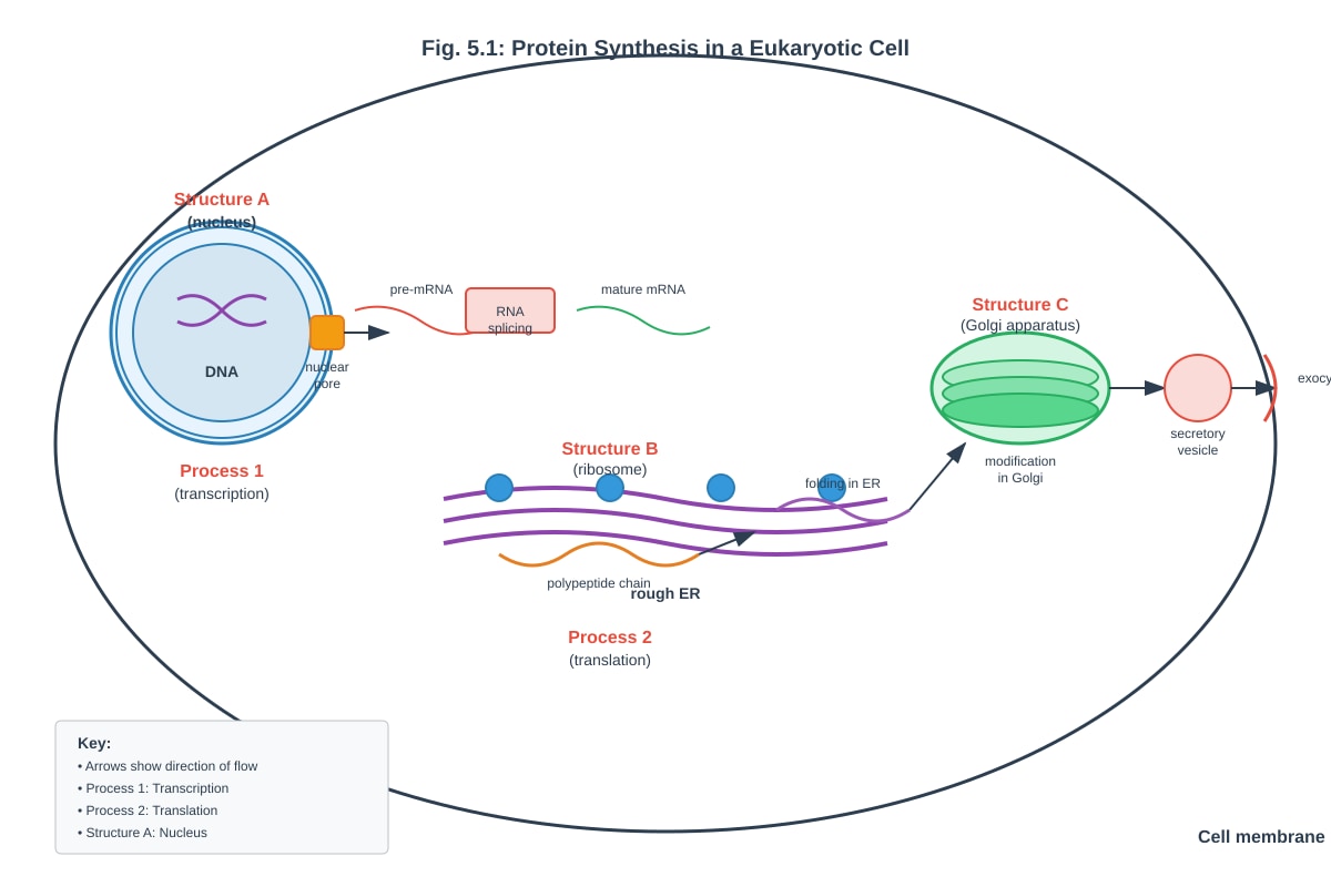 Diagram for Q5 (ALEVEL Biology H2)