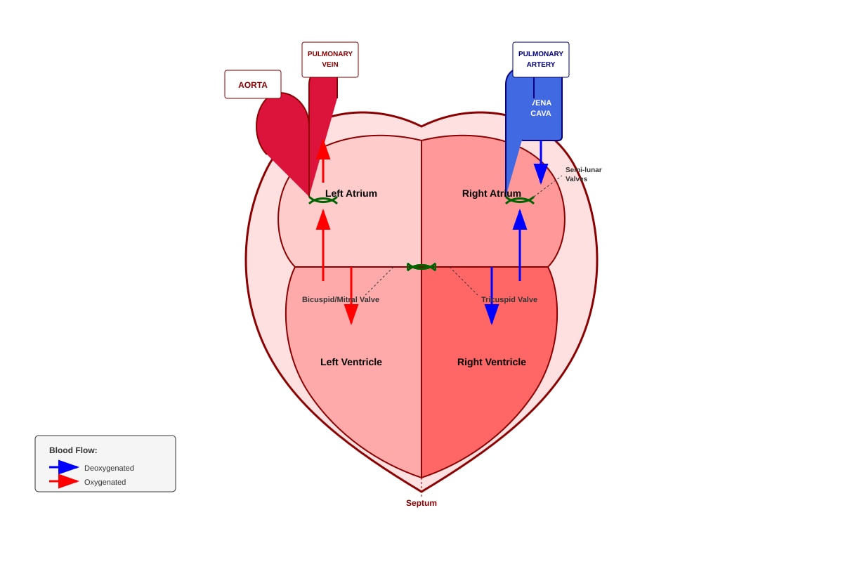Diagram for Q11 (SEC3 Combined Science)