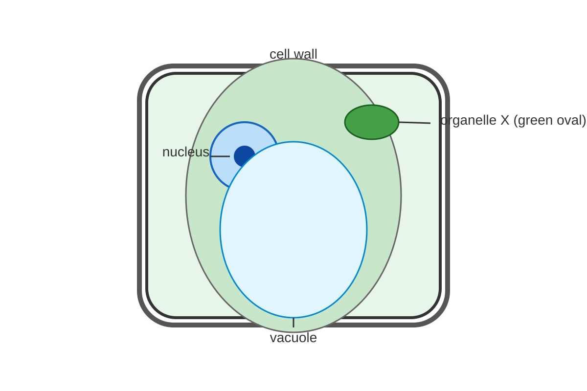 Diagram for Q2 (SEC4 Combined Sci Bio)