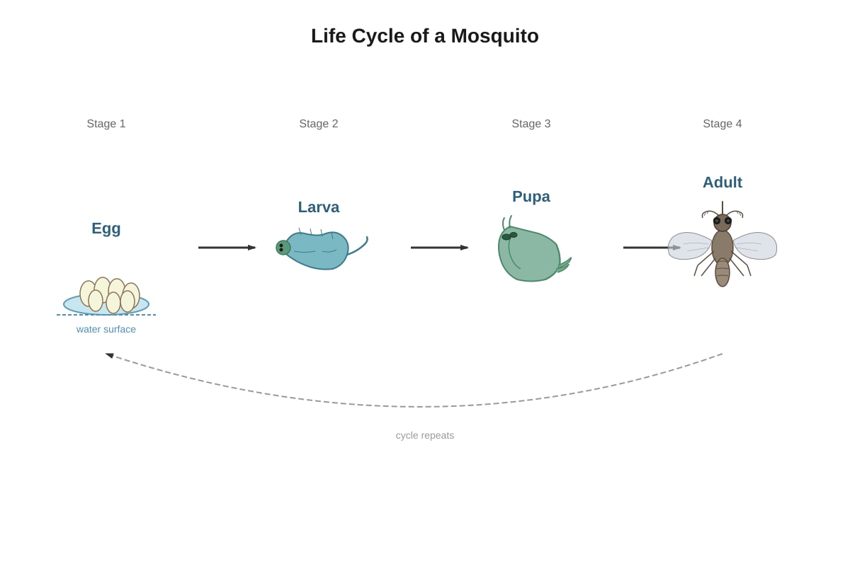 Diagram for Q41 (P5 Science)