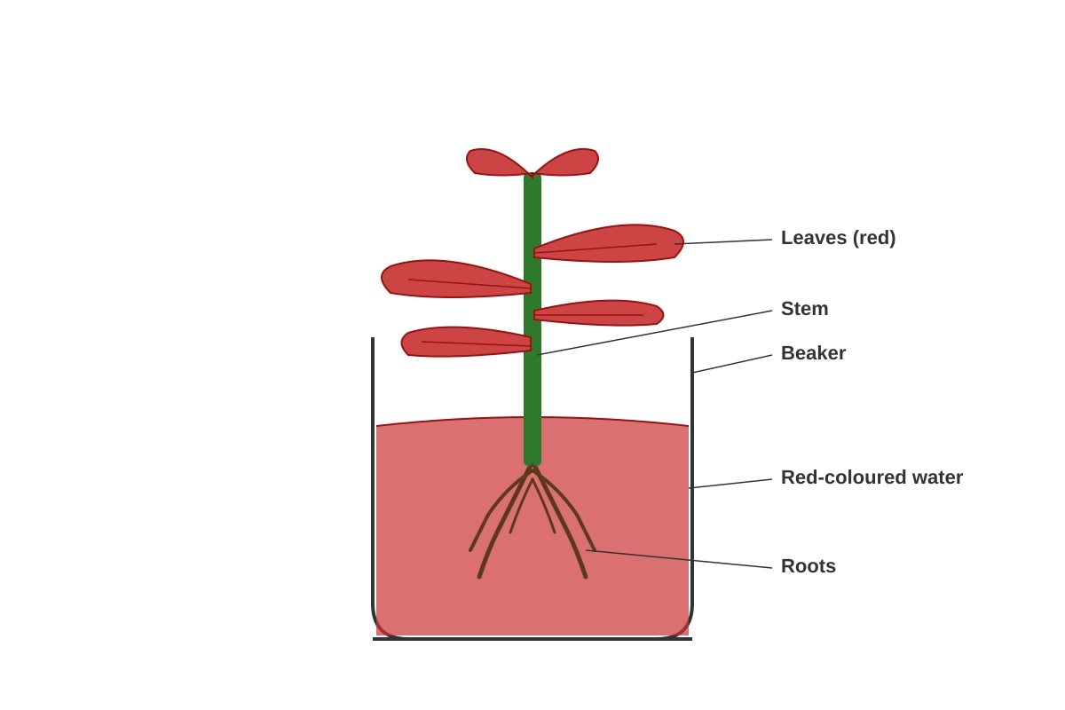 Experimental Setup for Q17 (P4 Science)