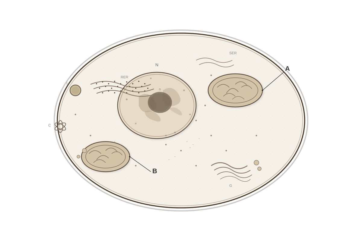 Diagram for placeholder 2 (SEC4 Pure Biology)
