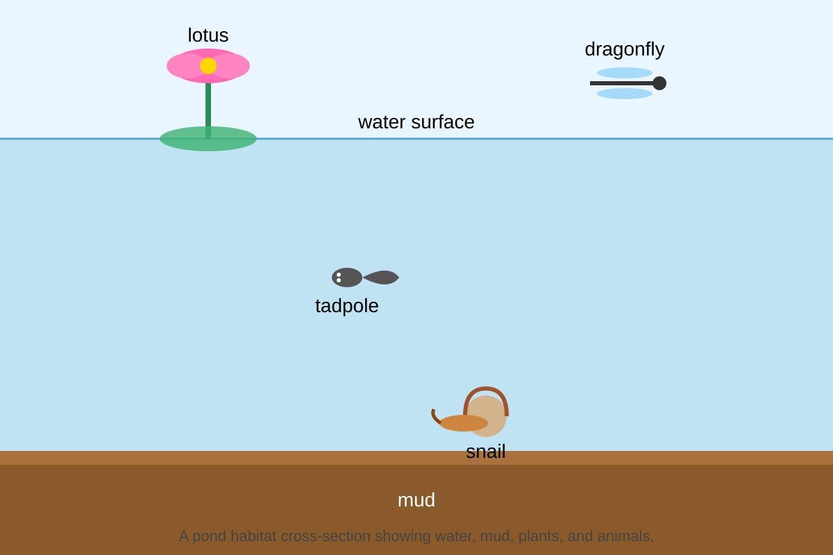 Diagram for 19 (P6 Science)