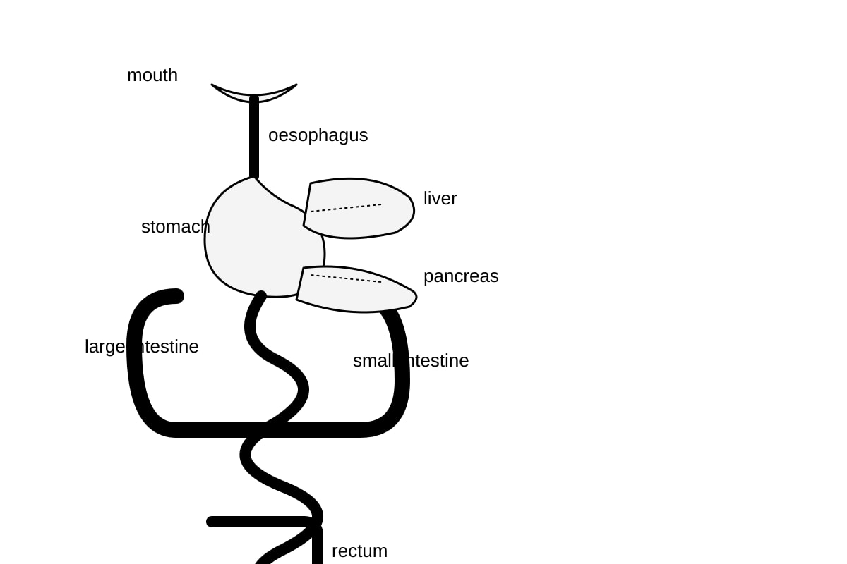 Diagram for Q3 (SEC4 Combined Sci Bio)