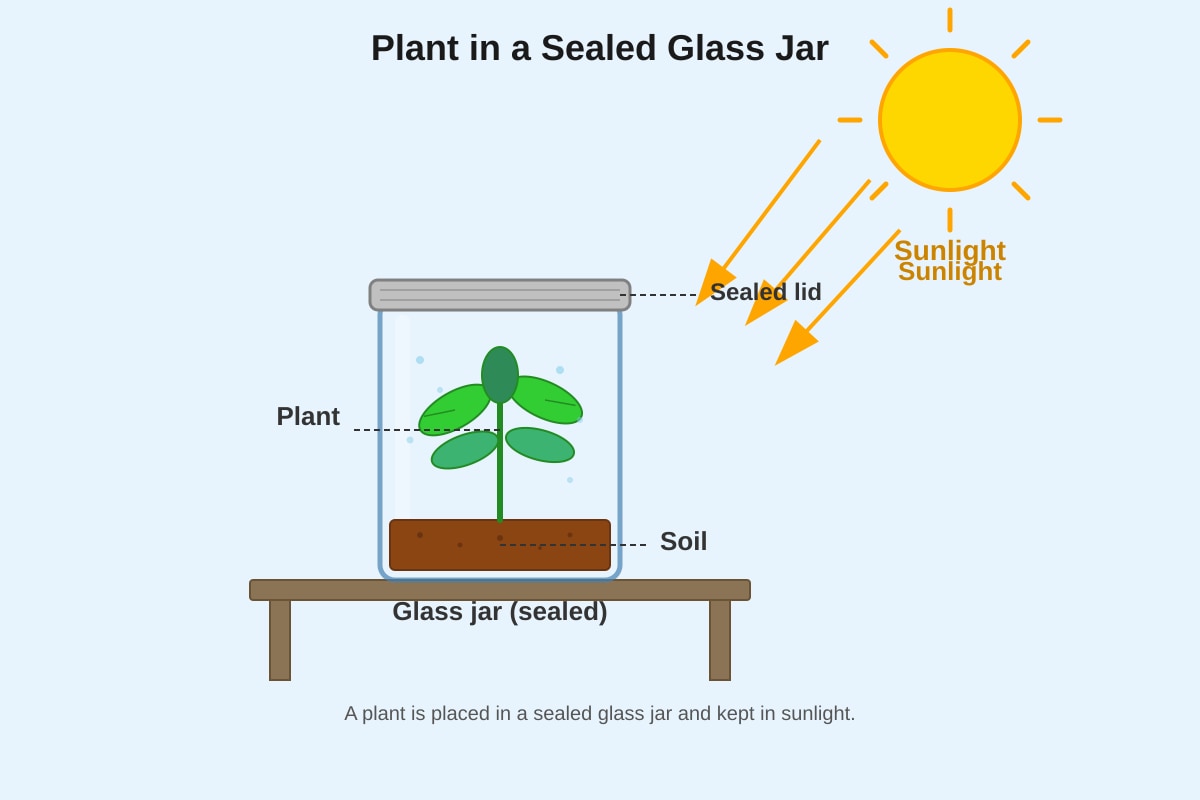 Experimental Setup for Q19 (P4 Science)