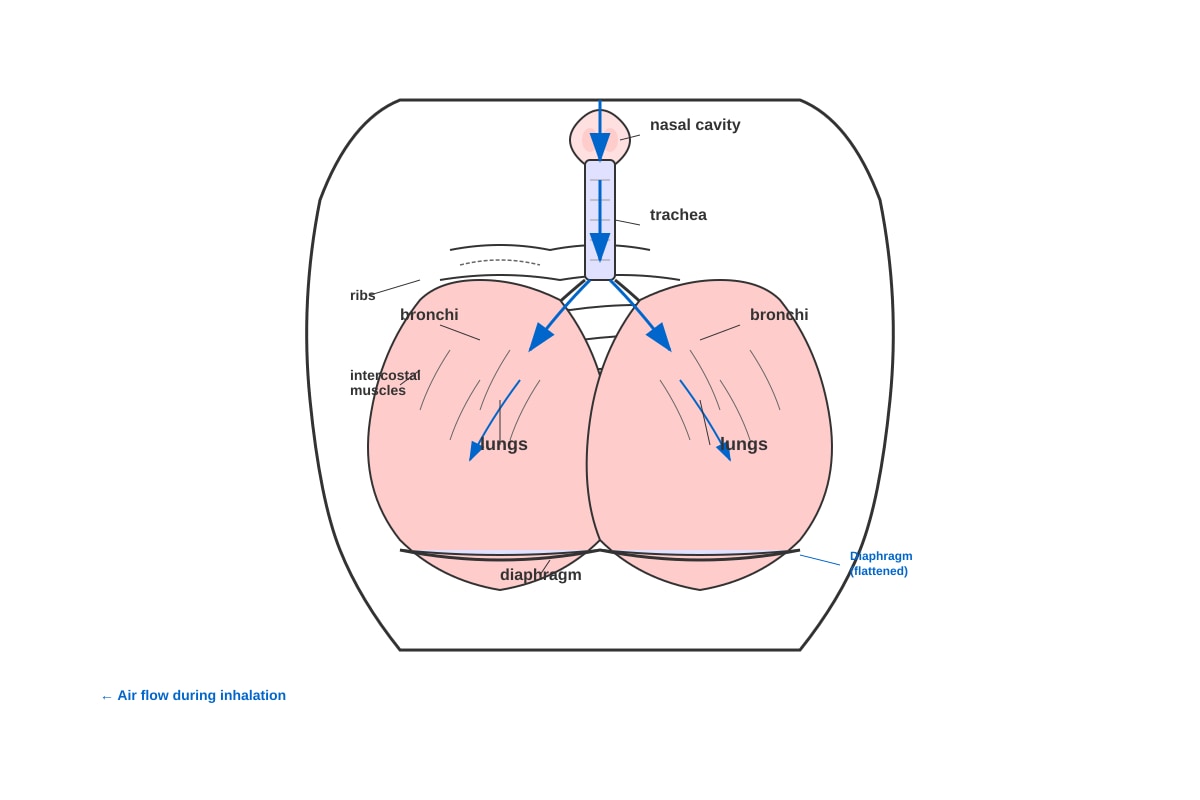 Diagram for Q1 (P6 Science)