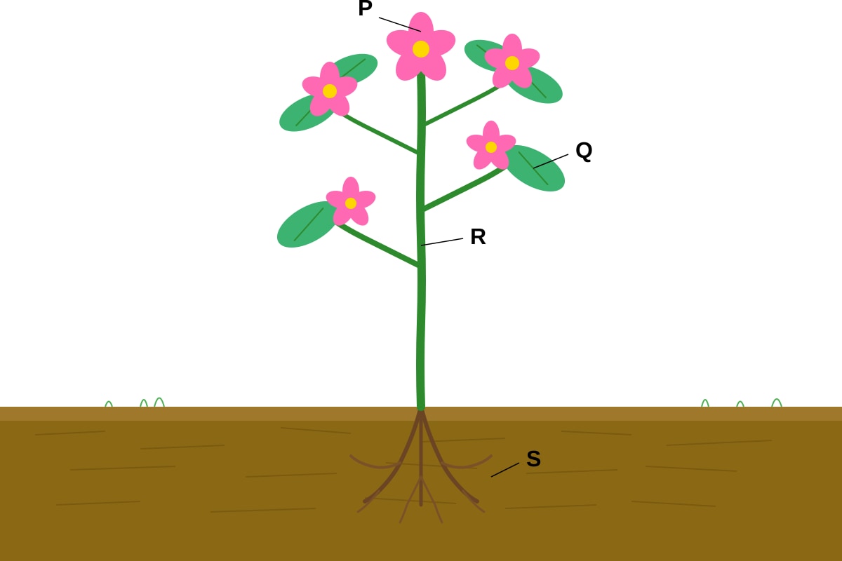 Diagram for Q17 (P4 Science)