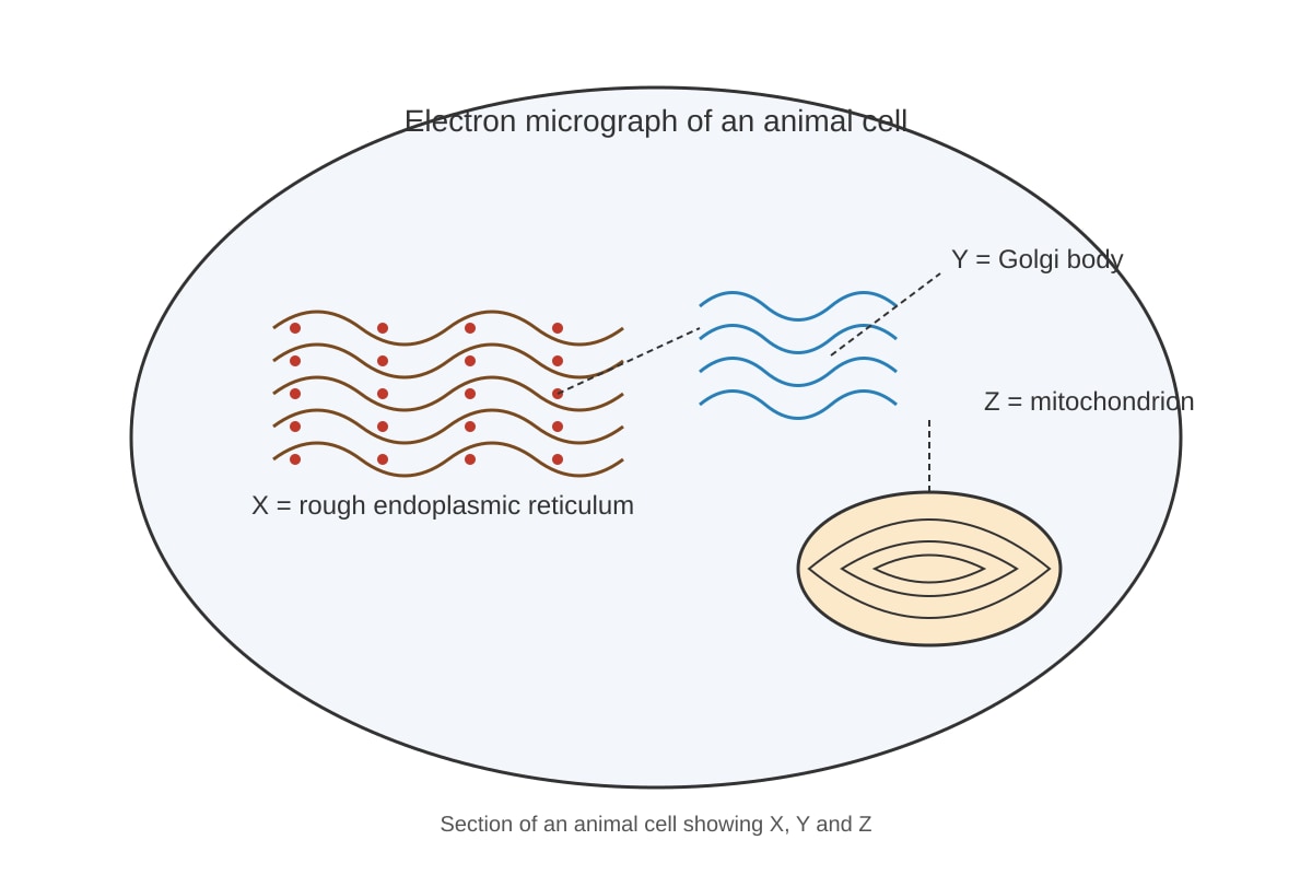 Diagram for Q13 (SEC4 Pure Biology)