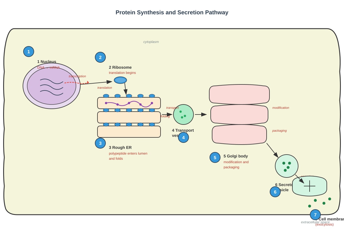 Diagram for Q14 (SEC3 Biology)