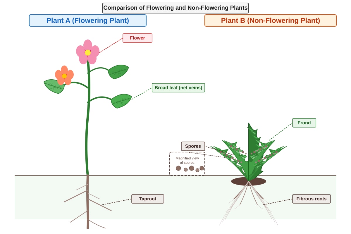 Diagram for Q31 (P4 Science)