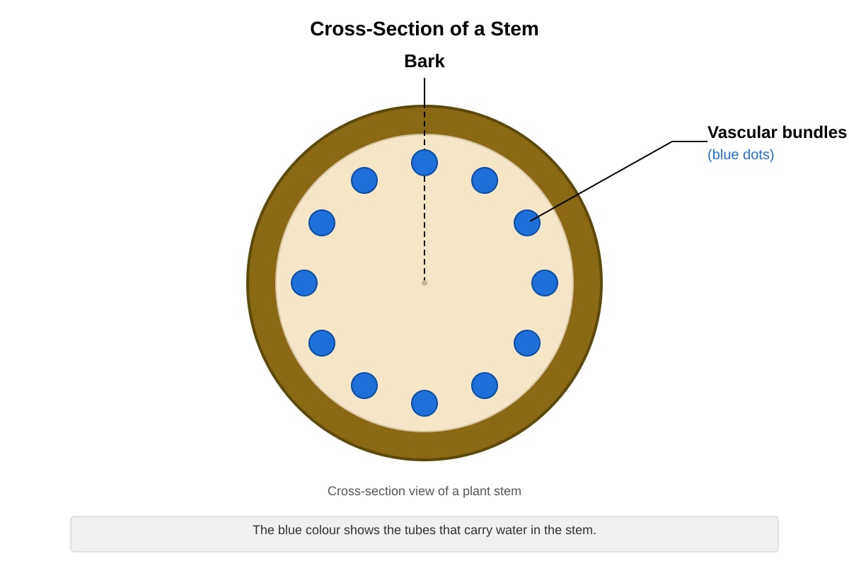 Diagram for Q15 (P4 Science)