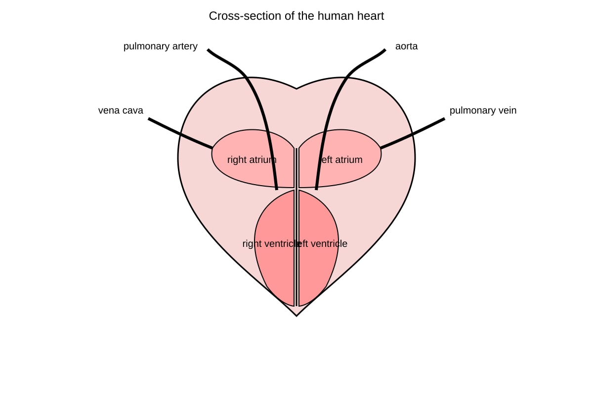 Diagram for Q13 (OLEVEL Combined Science)