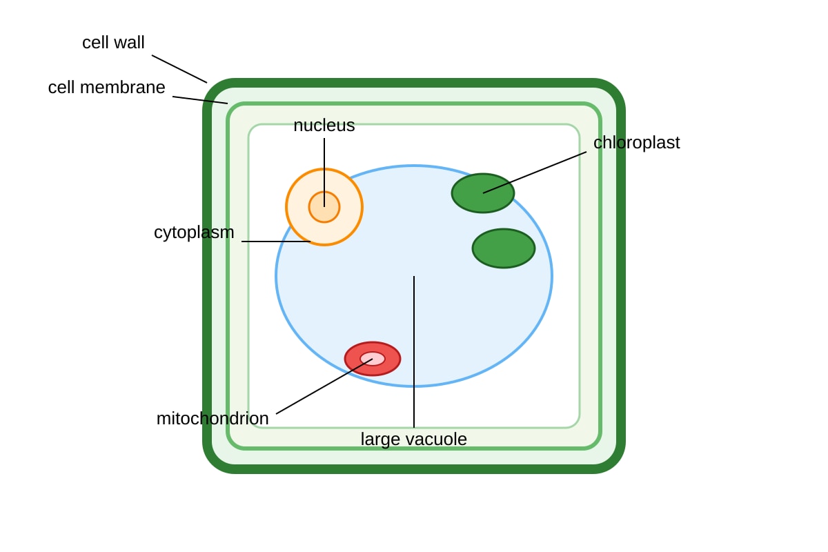 Diagram for Q6 (SEC4 Combined Sci Bio)
