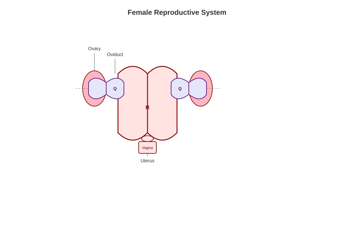 Diagram for Q18 (P5 Science)
