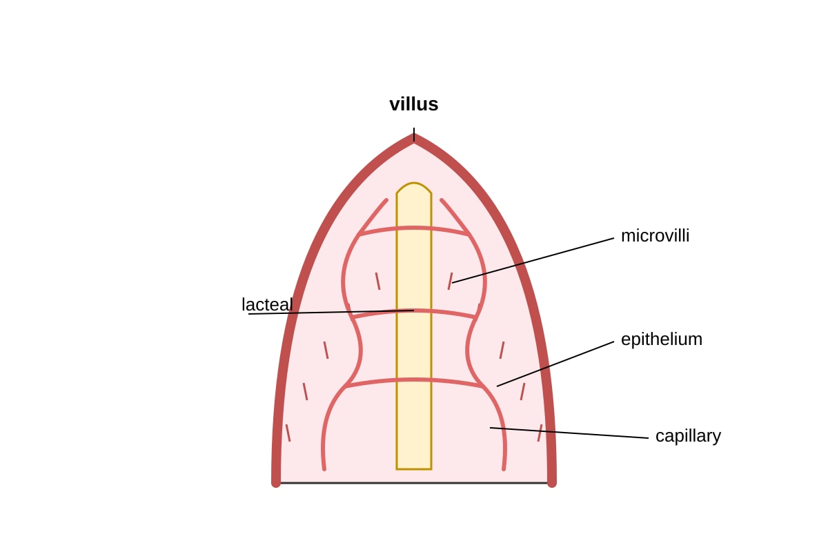 Diagram for Q18 (SEC4 Pure Biology)