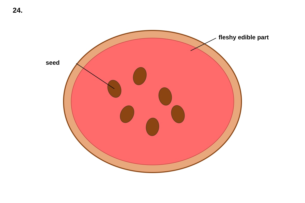 Diagram for Q24 (P5 Science)